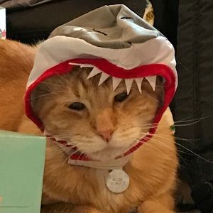 Meet your Posher, Lynne